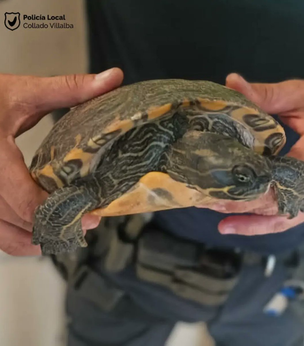 🐢 Los #AgentesForestalesCM se hacen cargo de este galapago no autóctono encontrado en vía pública 

📣 En el caso de encontrar cualquier tortuga llamar a #Madrid112 e informar a sus agentes de las características por si pudiera tratarse de una especia invasora

#ColladoVillalba