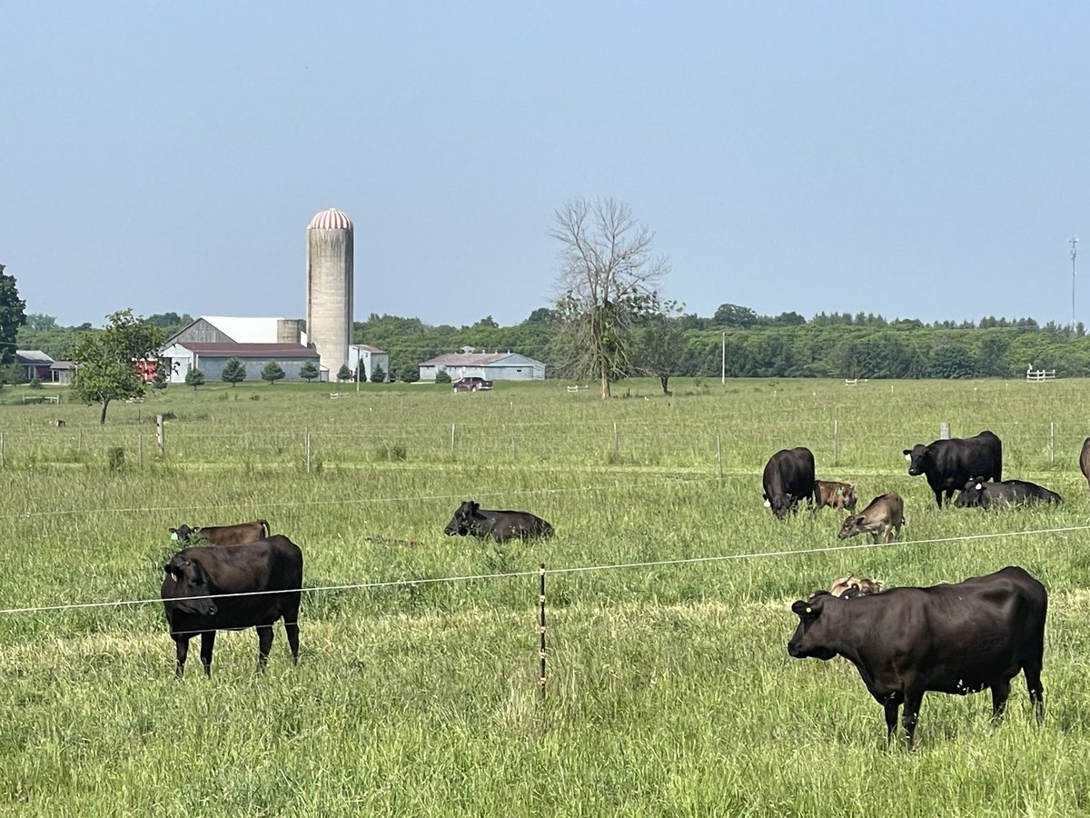 Great to see this Wagyu herd up close at @FarmFoodCareON Breakfast from the Farm today #loveONTfood