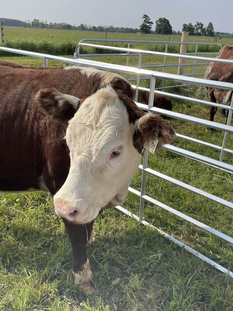 And don’t forget the Herefords @FarmFoodCareON #loveONTfood