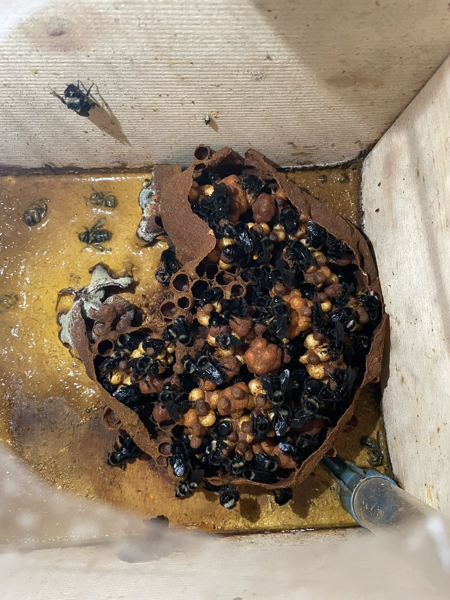 #Nosema Infection in Bombus pauloensis <a href="/beaslab/">beaslab</a>