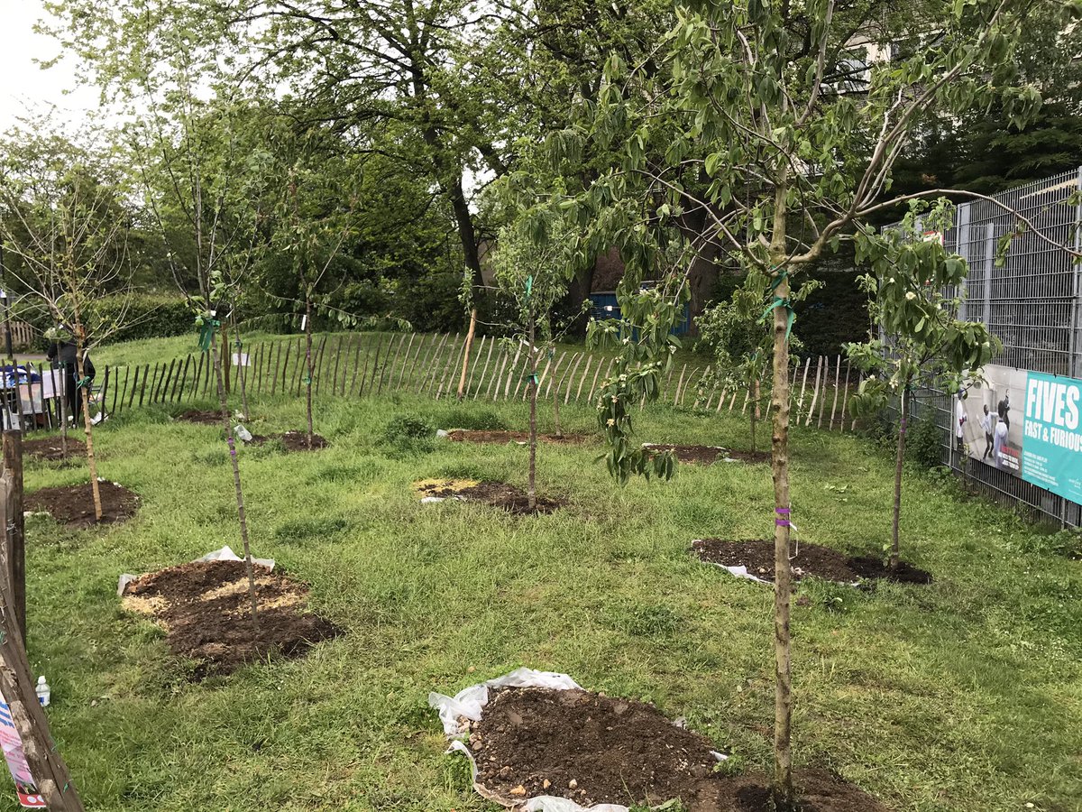 Sent by a friend our Cherry tree this week planted by our volunteers May 2021 immortalise your time A person 💚#PlantATree @TREE_MUSEUM @WildintheCity1 @orchtweets @RHSBloom @foodgrower @CityFarmersNsy @CamCanopyProj @LdnFarmGarden @TiCLme