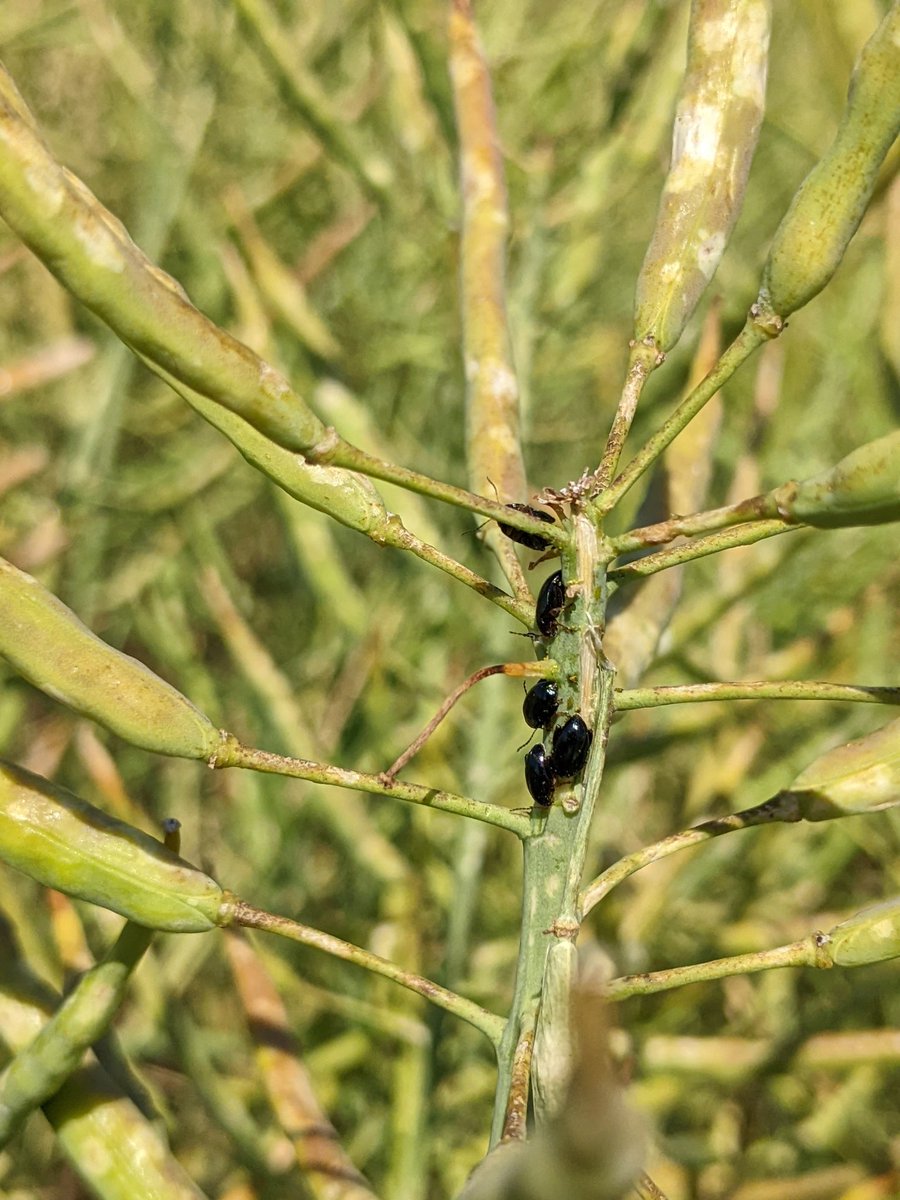 Flora COUTURIER-BOITON tweet media