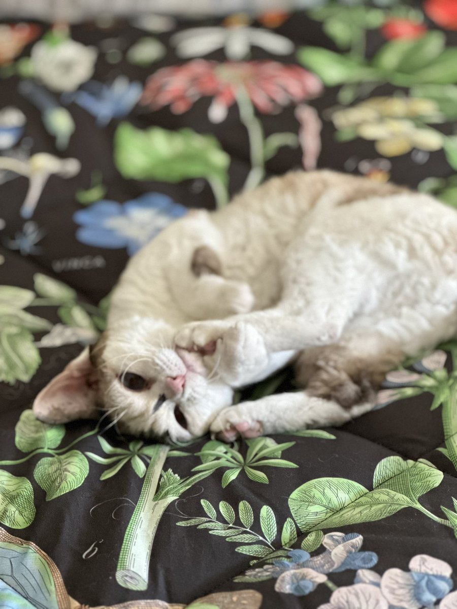 ClaireDeVille3's tweet image. Happy #caturday from Jewels. Kindness and gratitude are the words for today. 🙏🏼🩵

#devonrexcat