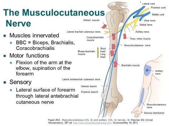 💡 The musculocutaneous nerve👌👇