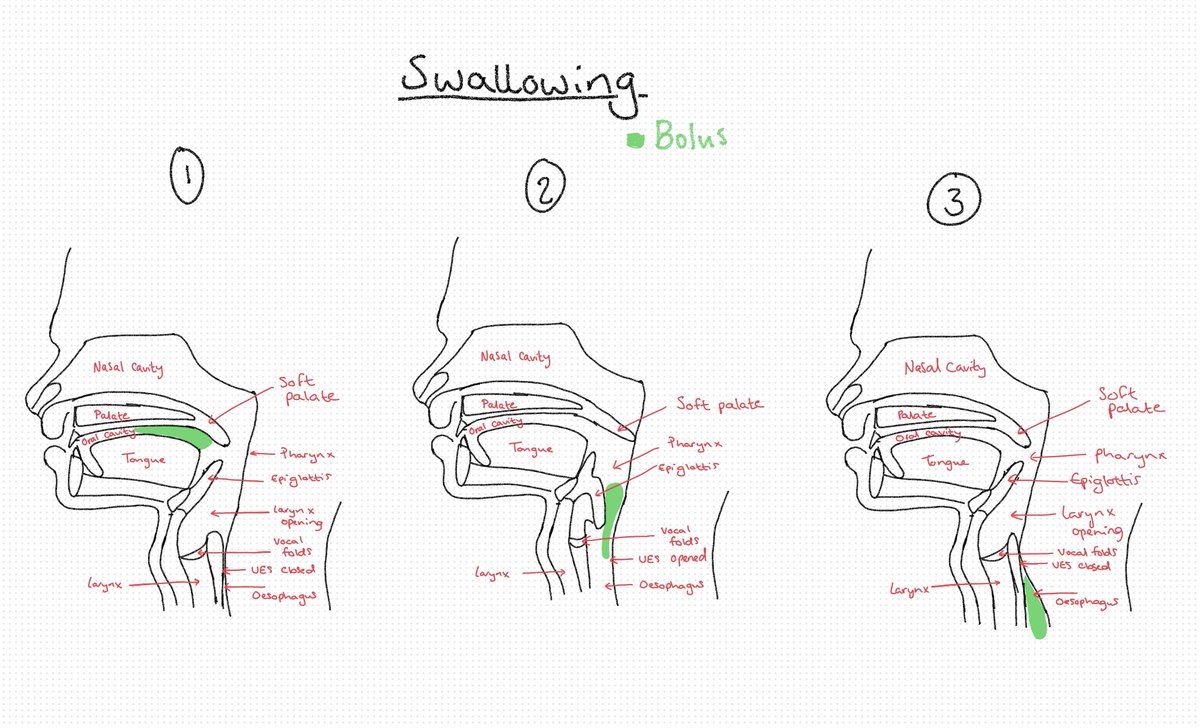 Another little simple visual I made to help explain the swallowing process to patients. Feel free to download. #sltresources #slt #dysphagia #dysphagiaresource