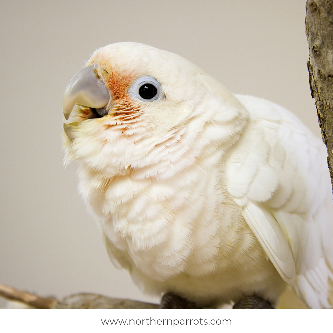 NorthernParrots's tweet image. Was your Parrot a baby or an adult when you brought them home? Share with us an emoji. #parrots