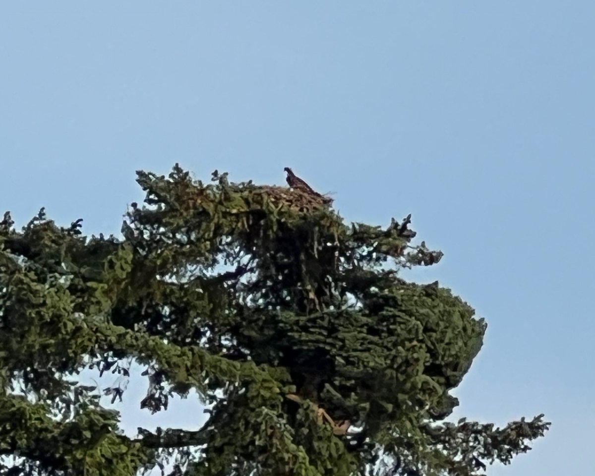 hopper68's tweet image. Mum guarding the nest , dad just left as I took the photo.. The Osprey what an amazing bird #Springwatch #birdwatching #Scotland
