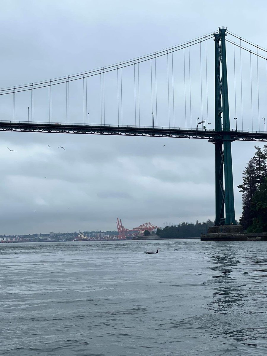 2 orcas under the #lionsgatebridge headed towards #Lonsdalequay. My sister just sent me this. 😍 #Vancouver (fyi @MarksGonePublic)
