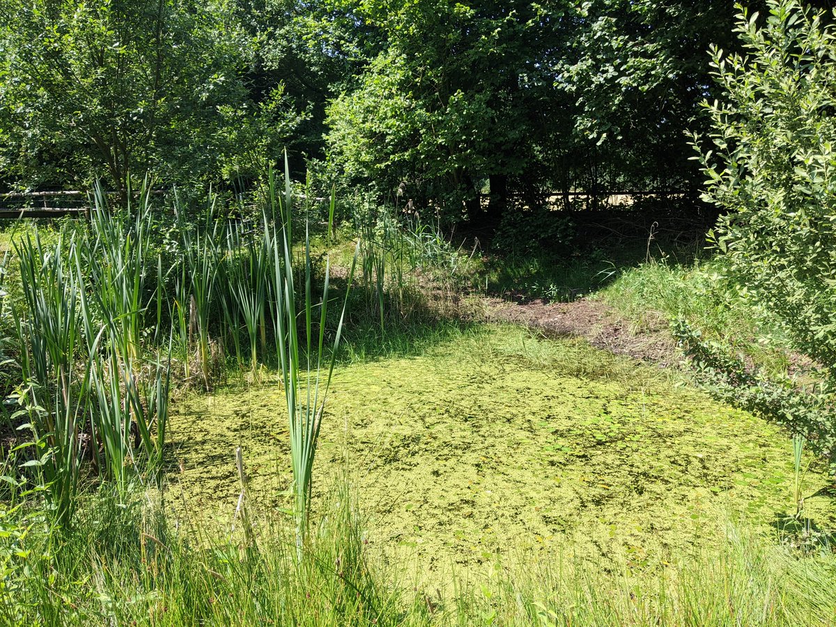 Vandaag was ik bij het open erf van Ruud van der Plank, ambassadeur voor biodiversiteit in de <a href="/gem_apeldoorn/">Gemeente Apeldoorn</a> Buitenlui wisselden onderling kennis uit en gingen met nieuwe inspiratie naar huis. Op naar meer #biodiversiteit!! 💪 #praktijknetwerk <a href="/SLGelderland/">Stichting Landschapsbeheer Gelderland</a>