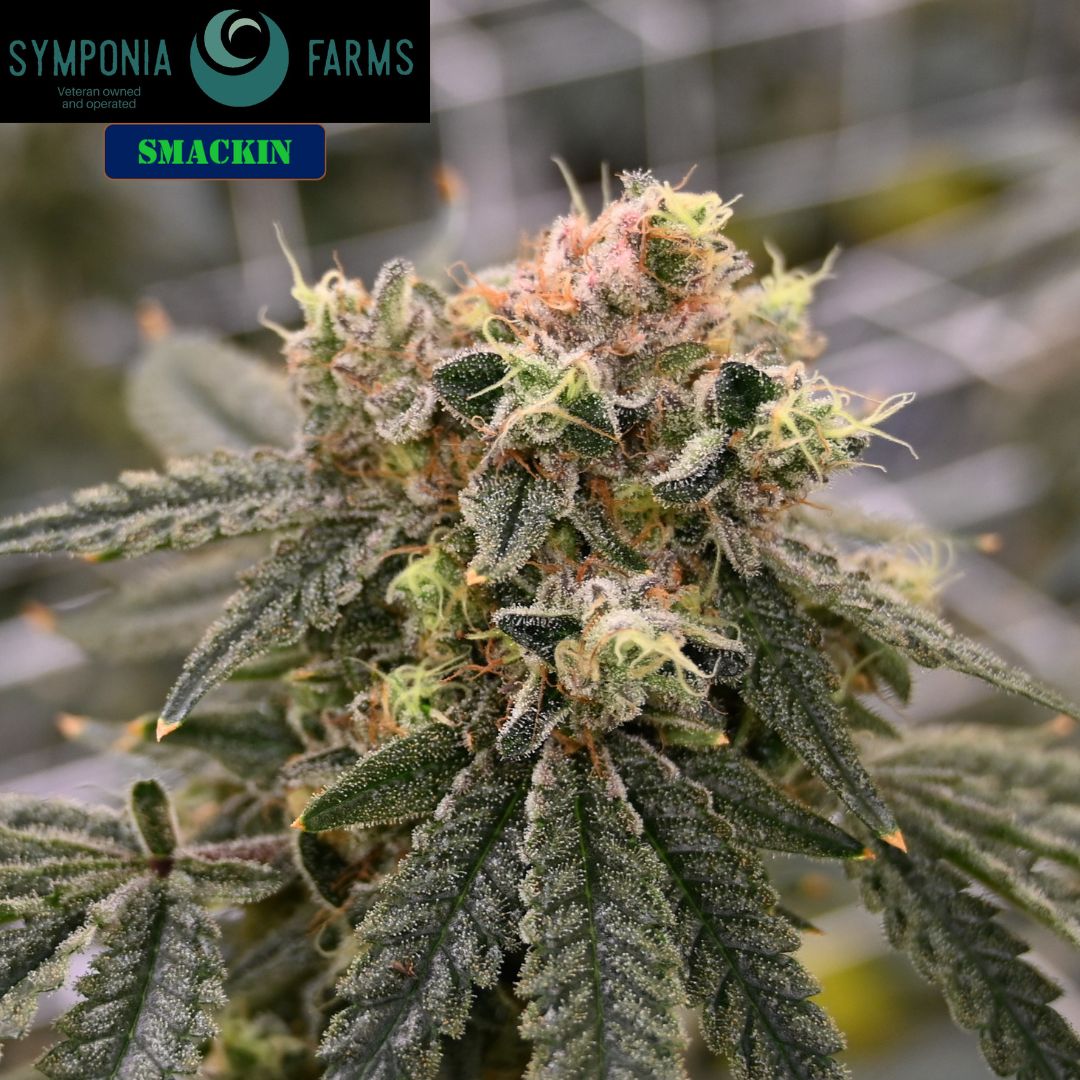 Room updates time! Our SMACKIN is coming along great, nice frosty gloss and is starting to turn purple. After the SMAKIN we have a room with 3 strains (Mimosa EVO, Amnesia Lemon, and Strawberry Lemonade)
#420community #indoorgrown #symponiafarms #vetowned #BattleCreek #Michigan