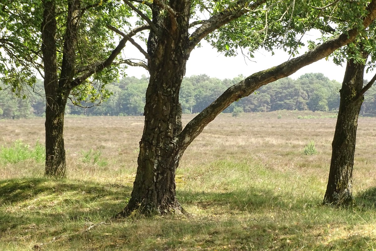 ElsbethK's tweet photo. Hete zomerdag #Westerheide #Spanderswoud #Crailo https://t.co/IADIgpJfkw