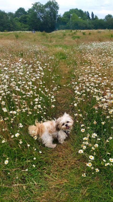 Rosie enjoying herself amongst the daisies. #AfternoonWalks 🐾