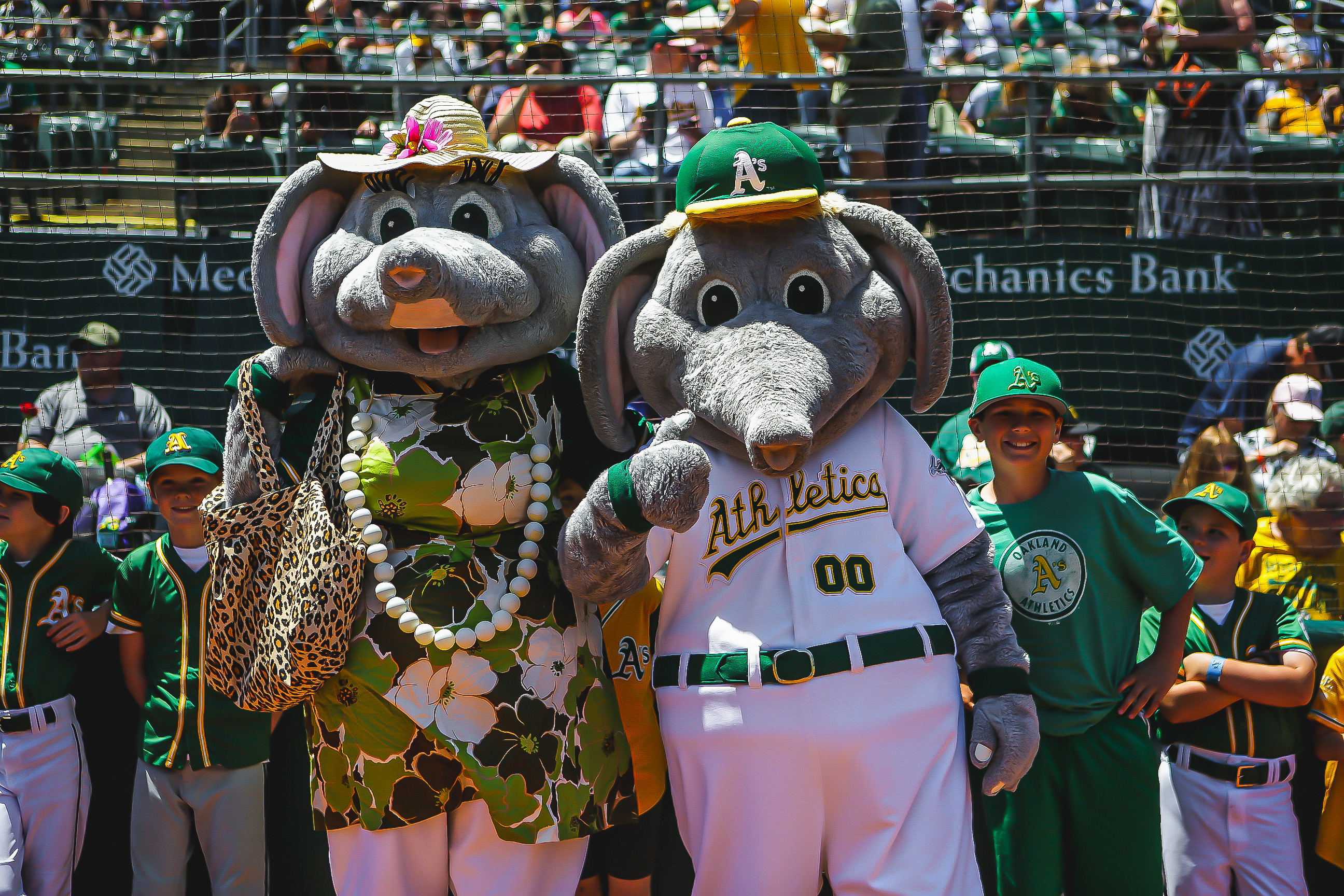 Oakland A's on X: Happy #NationalMascotDay to our favorite