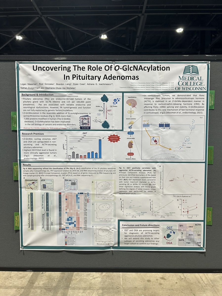 OVSlab_OGlcNAc's tweet image. If you can’t tell, we are recruiting a post doctoral fellow with @SkullBase_doc @MedicalCollege #glycotime #ENDO2023