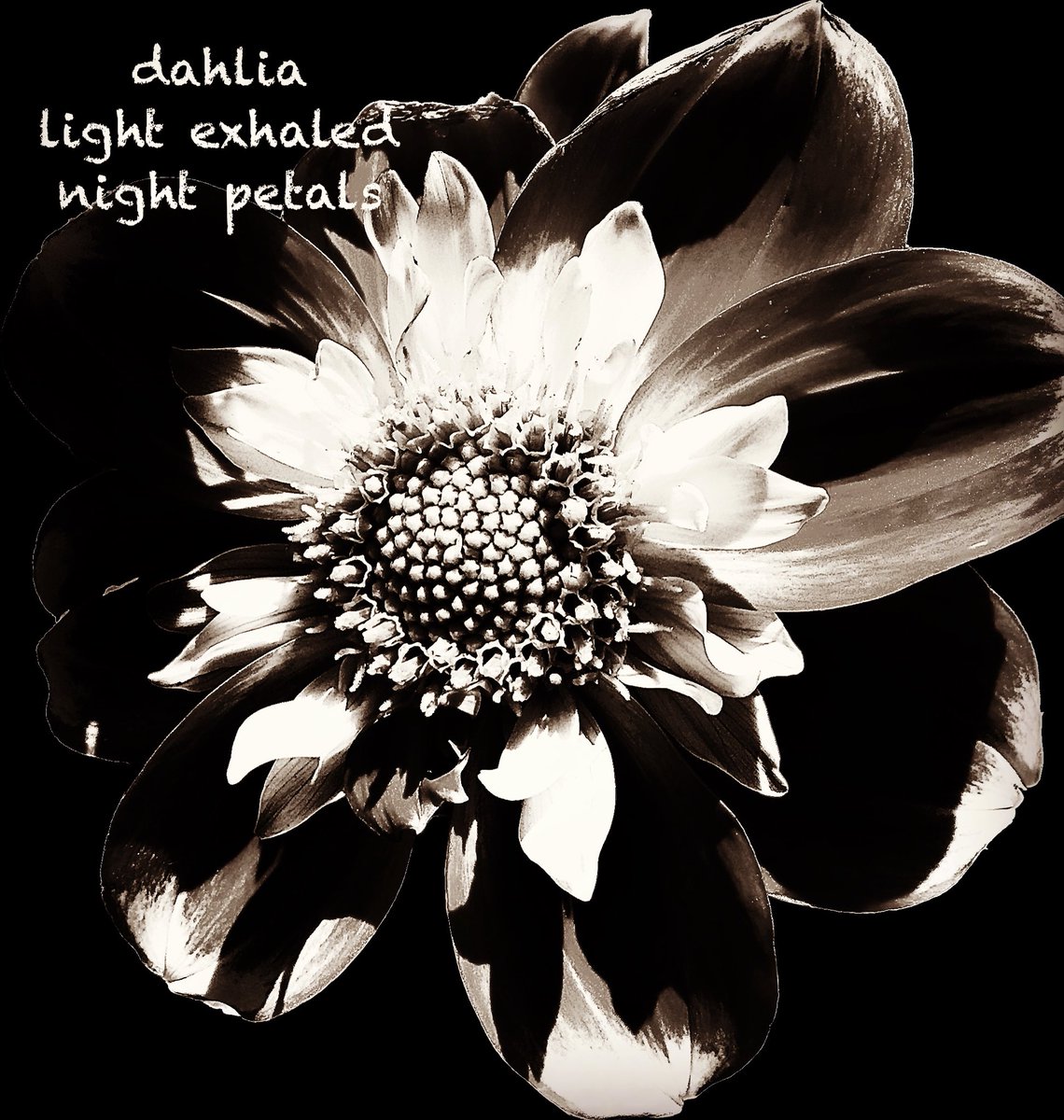 #haiga #haiku #senryu #poetry #micropoems #photography 
 #俳句 #Shahai 

     dahlia 
light exhaled
 night petals