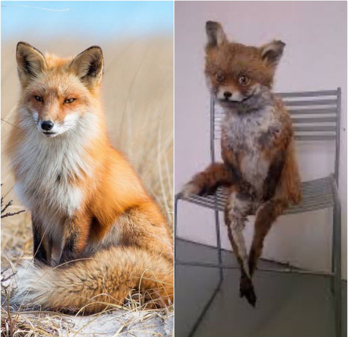 El buzo / La remera que me puse abajo.