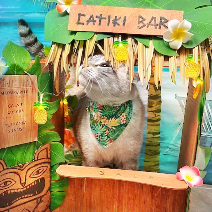 Who wouldn’t want to get a #meowtai from this guy?🍹🧡🐈🌴 #Kitty customer / certified bartender Bluesito (@angela.margariita) is serving up the ideal weekend vibe. :) Shop the #catcollar & #catbandana here!☀️ bit.ly/2Bhlwx2