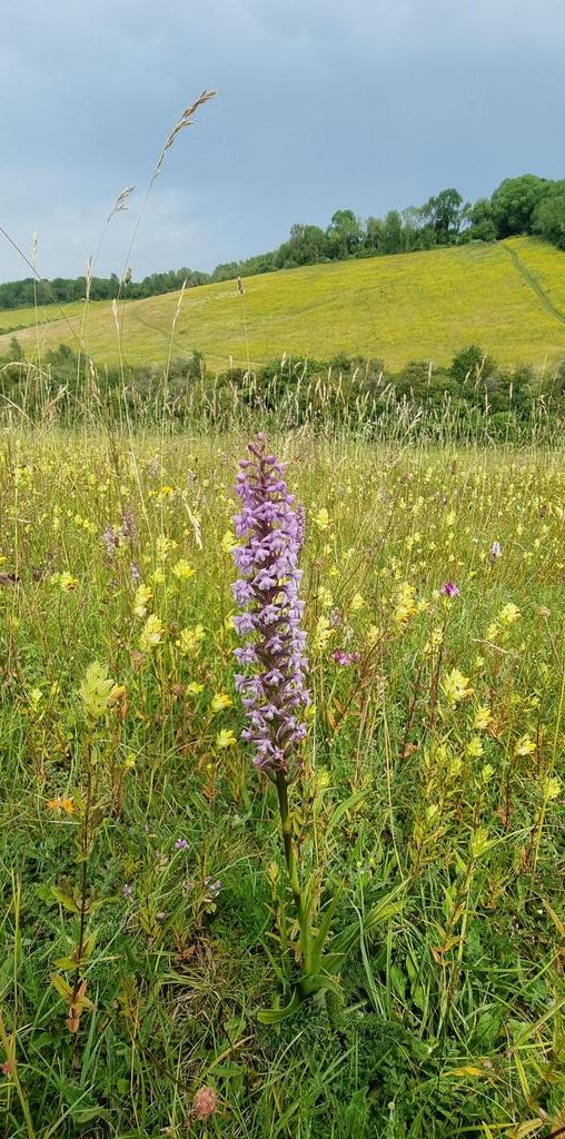 Chalk fragrant orchid Farthing downs a big specimen #wildflowerhour @ukorchids @CityCommons @SurreyHillsAONB @BSBIbotany