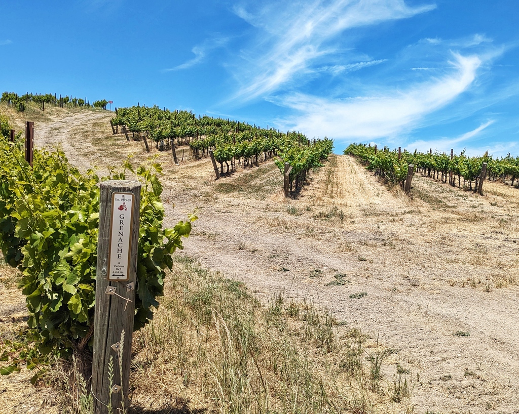 Skies are starting to open up in Paso Robles! This 'May Grey' and 'June Gloom' combo has kept sunny skies at bay, but the future is.. bright. The long-term forecast shows temperatures in the 80's and nothing but sunny skies. It's a good time to be in wine country!