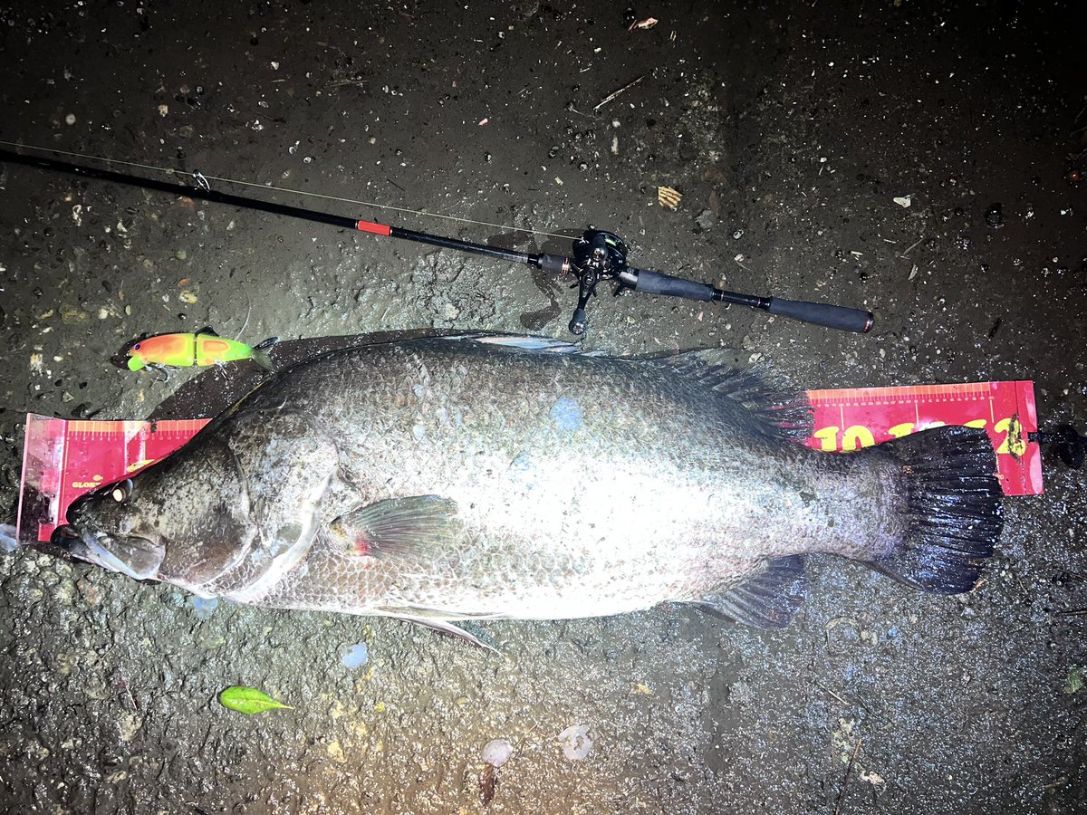 sada1721's tweet photo. ベイトタックルとコノ野郎の入魂と自己記録更新と初のメーターオーバー。120cm。
嬉しいがすぎる。
#浦戸湾
#アカメ https://t.co/Is1sgcBpTH