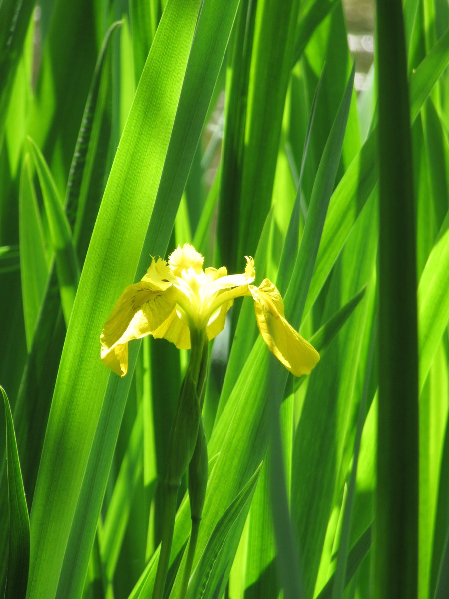 Lesser spearwort (not yet in flower) and yellow iris in a local woodland pond. #WildflowerHour #PondWatch #PondPlants