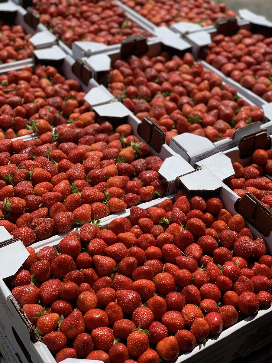 There is no better time than the present! 🍓season in full swing!