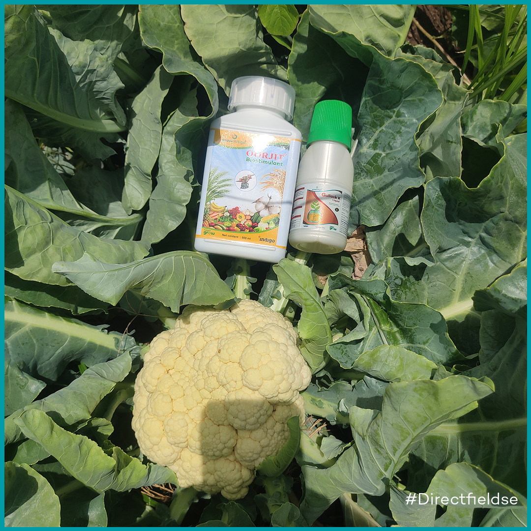 Grow Indigo tweet media