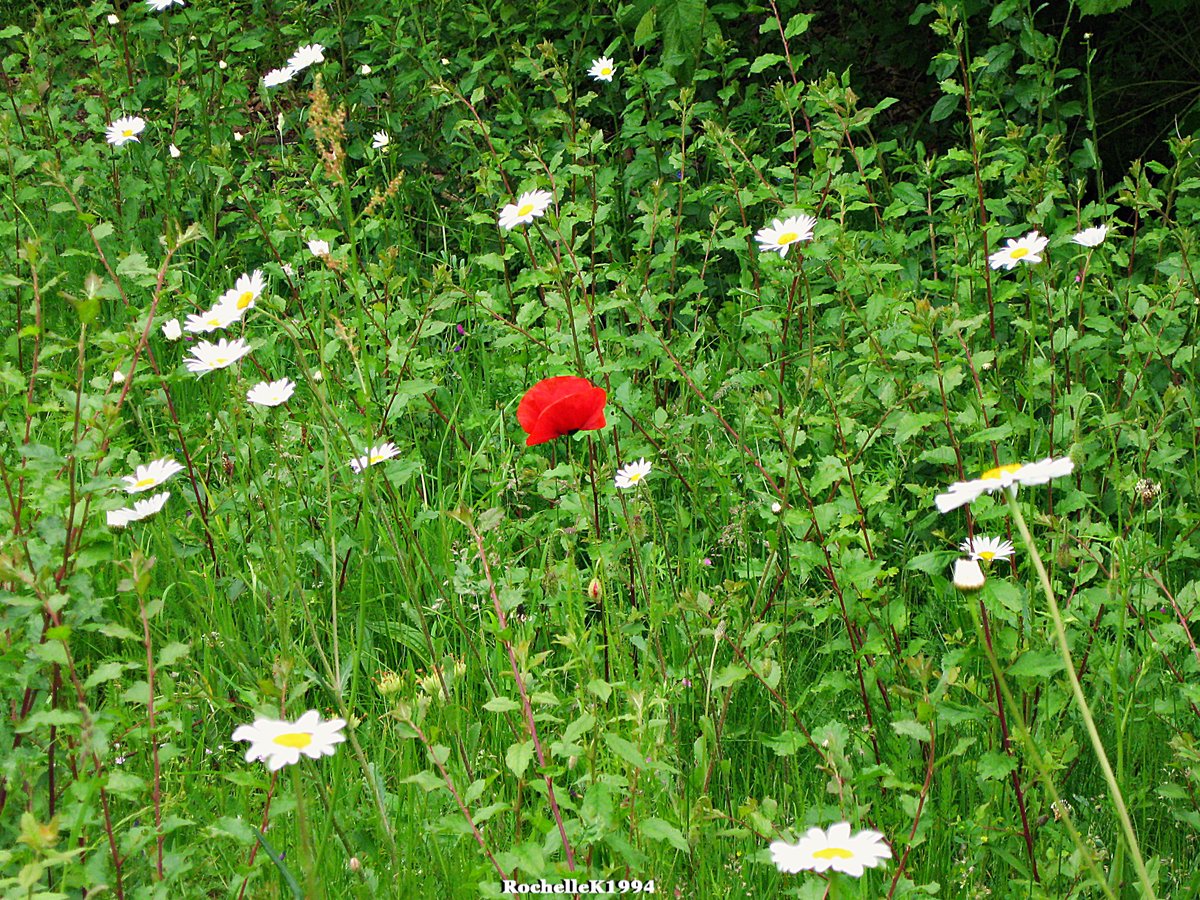 Suffolk Show [Day 2] (01/06/2023) 7

#photography #photographer #britishphotographer #suffolkphotographer #creativephotographer #photographyisart #carphotography #eventphotography #suffolkshow #suffolkshow2023 #trinitypark #ipswich #suffolk #eastanglia #eastofengland @SuffolkShow