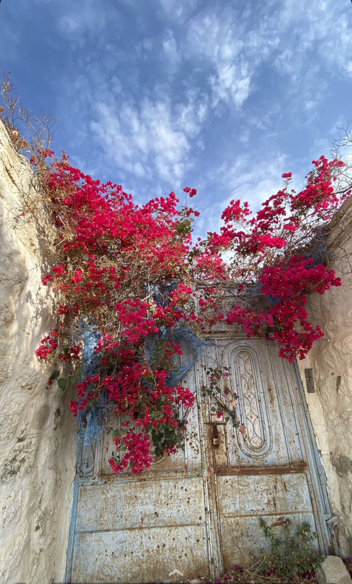 teacher__ali's tweet photo. ورونا ابداعكم في تصوير الورد 📸❤️ https://t.co/VkqijU4WTl