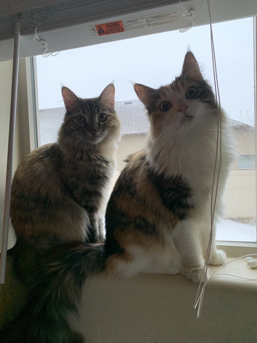 CalicoDaily's tweet image. Hm? Hm??