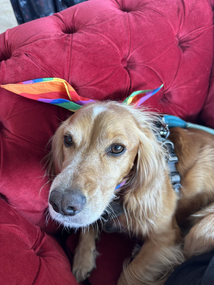 What a brilliant #PrideCymru march in Cardiff.  The biggest yet! So much support for #LGBT+ community and trans rights. And Cadi enjoyed herself too 🐶  #Wales #Cymru 🏳️‍🌈 🏳️‍⚧️ ❤️🏴󠁧󠁢󠁷󠁬󠁳󠁿 #PrideCymru #dogsatPride #cardiffnorth