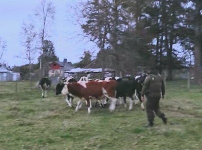 🔴Río Bueno | En el sector Chiscaihue, Carabineros de los retenes Carimallin y Mantilhue recuperaron 8 animales vacunos robados el domingo pasado desde la comuna de Puyehue

#LosRios #ValdiviaCL