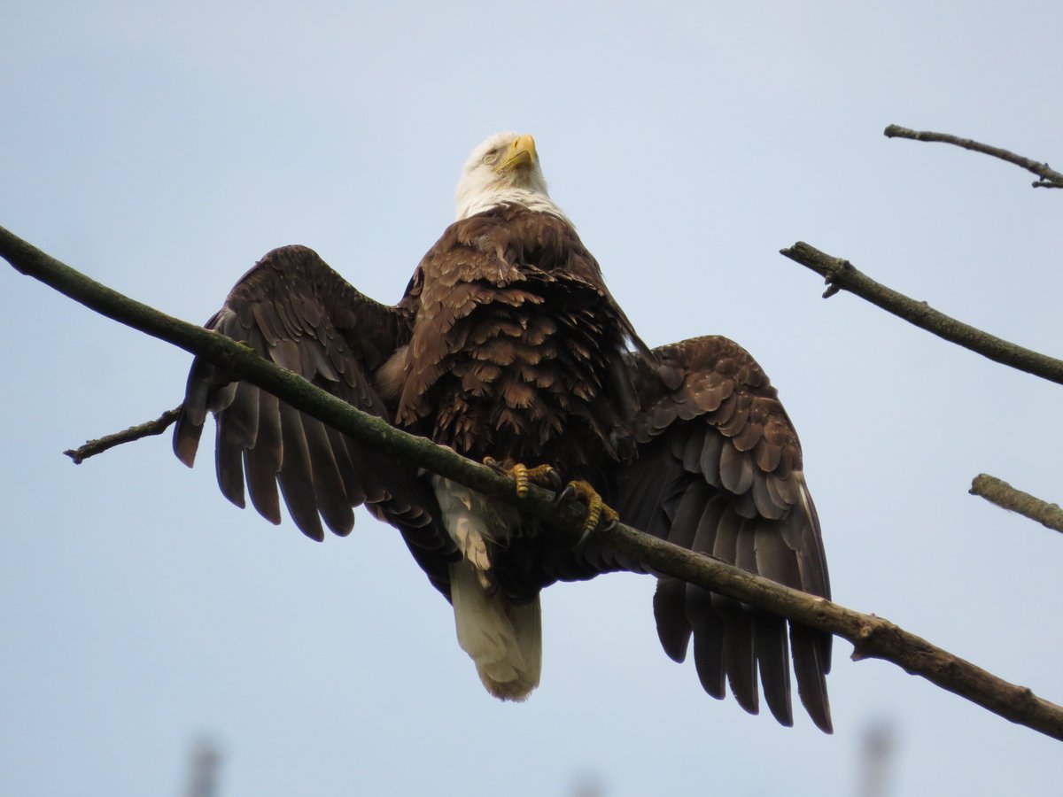 Zen Eagle  ... ~ #thinkingoutloud #quickquotes #SaturdayMotivation #ThinkBIGSundayWithMarsha #BaldEagle