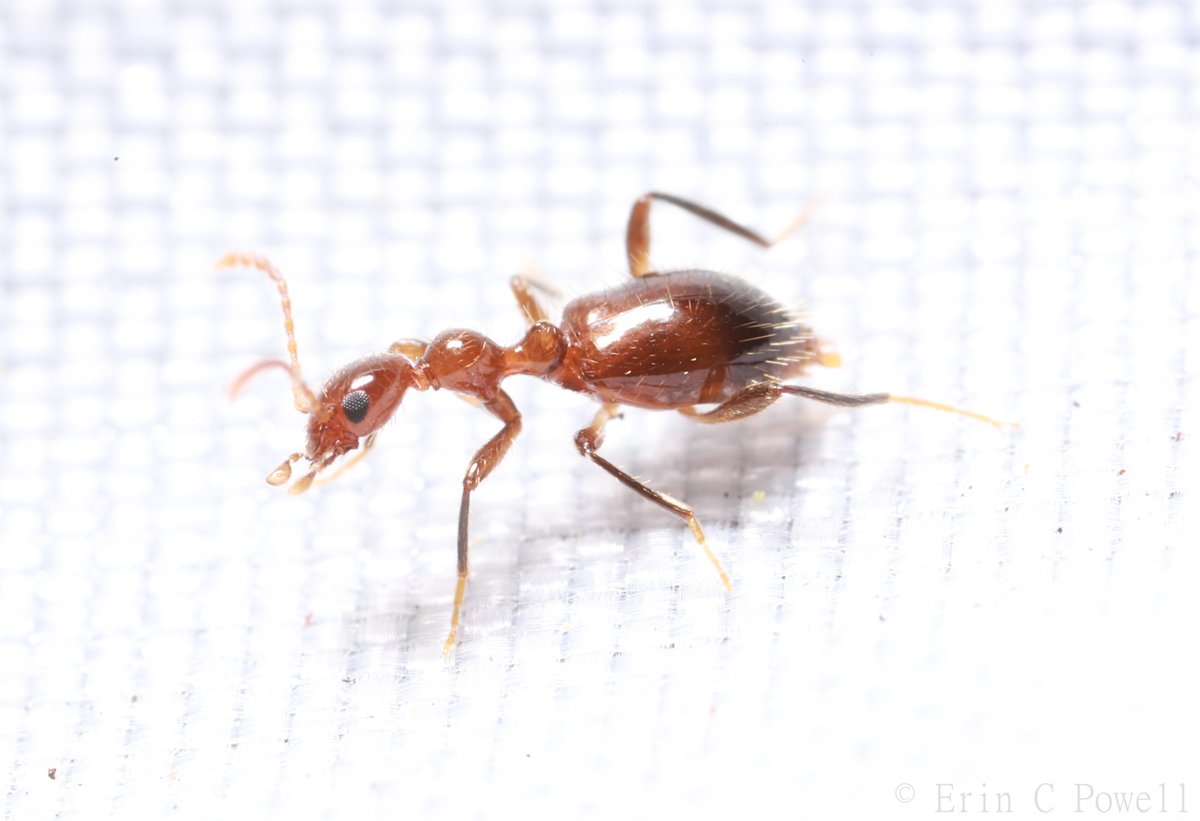 I hate to blow his cover, but he's not an ant. 

Acanthinus argentinus (Anthicidae), an ant-like flower beetle.
#amazingbeetles