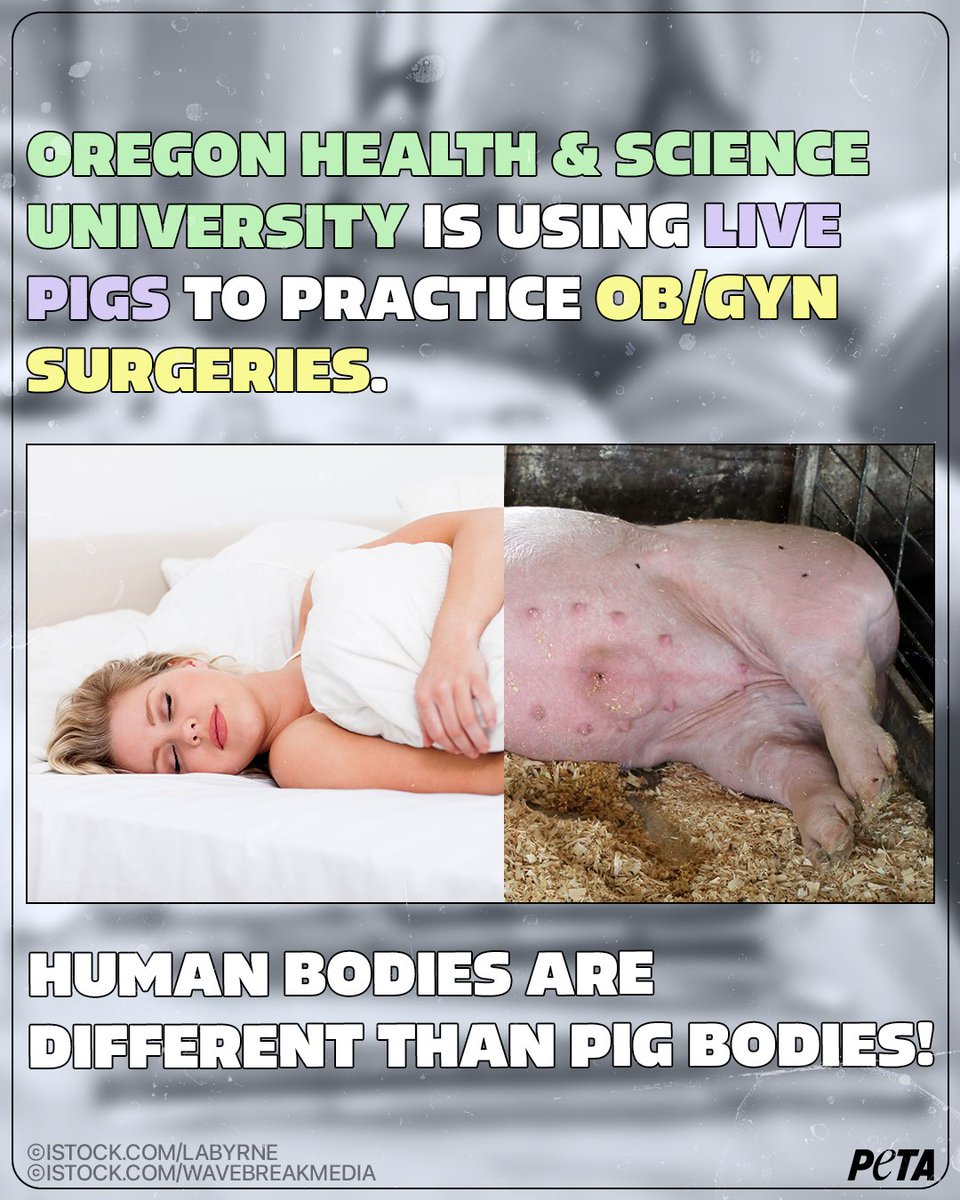 This is wrong on so many levels.

Tweet at @OHSUNews & tell it to stop torturing pigs for obstetrics & gynecology trainings!