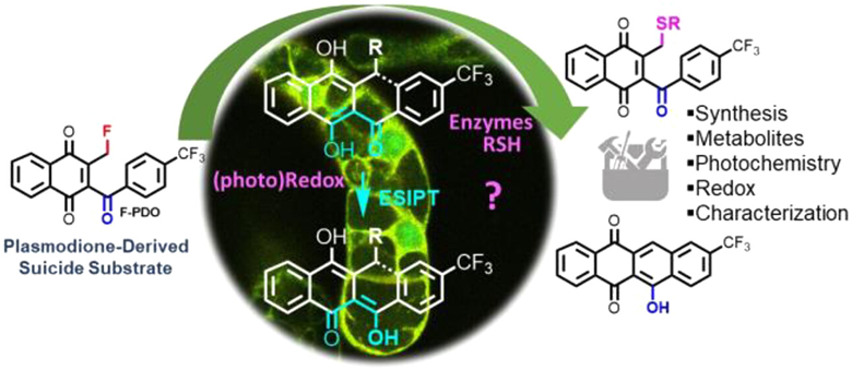 Recently in #JOrgChem ... Synthesis and Photochemical Properties of Fluorescent Metabolites Generated from Fluorinated Benzoylmenadiones in Living Cells, from @redoxLCBM doi.org/10.1021/acs.jo…. Part of our Special Issue “Progress in Photocatalysis” pubs.acs.org/toc/joceah/88/…