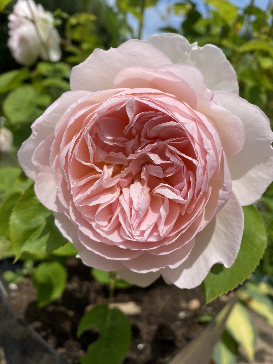 Gentle Hermione 💕
#GardeningTwitter #RoseADay #Roses #Roses23 #NotRoseWednesday