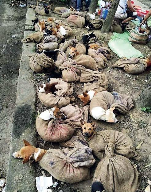 streetdogsof's tweet photo. #SAYNOTOLIVESTOCKBILL2023
India is the land of Ahimsa. Can we really be exporting yoga at the same time as our animals for slaughter? Now we even want to club dogs and cats as 'livestock' to be traded and killed! What's gone wrong with us? #SayNoToLivestockBill2023 @PRupala https://t.co/KBR5KP2h4v