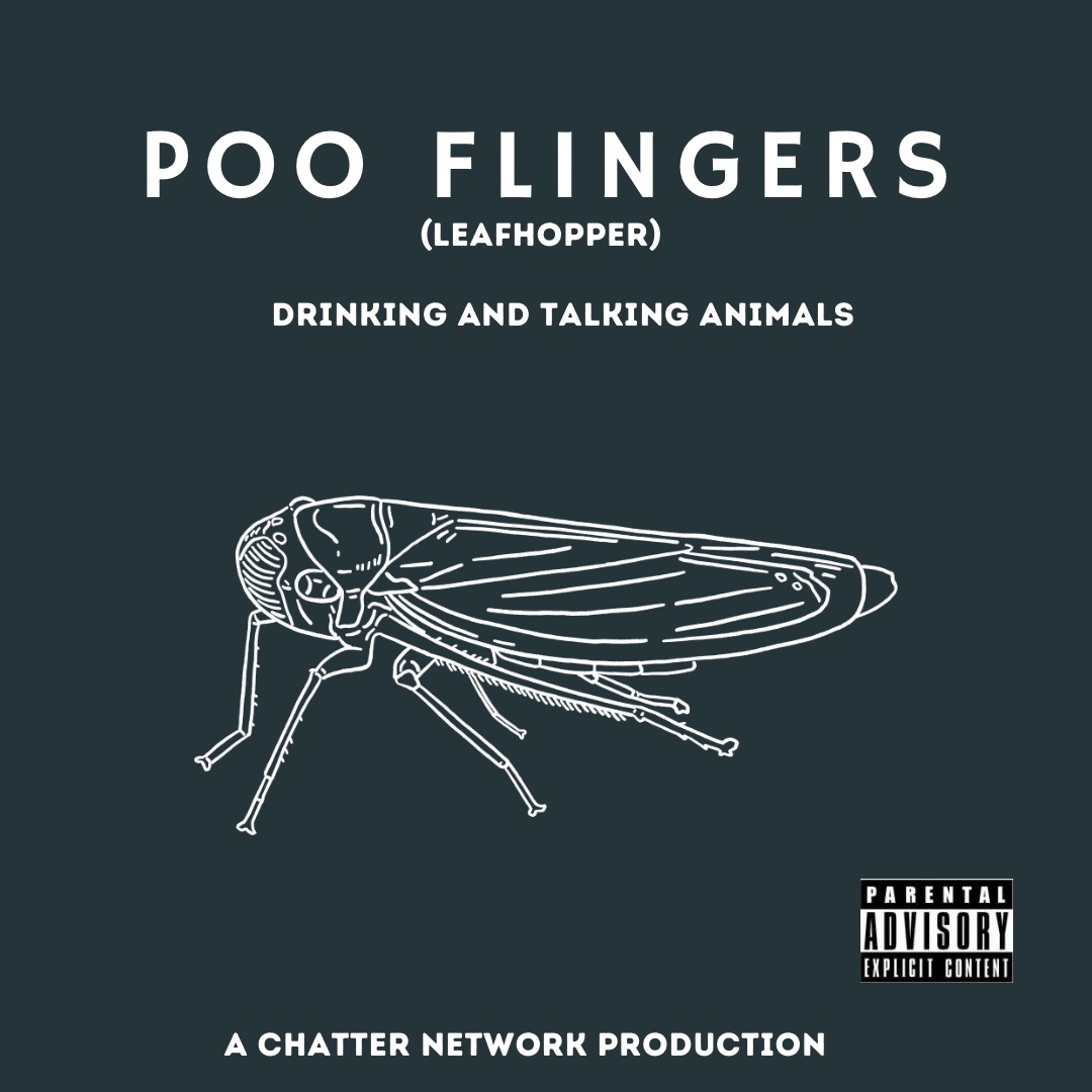 DandTAnimals's tweet image. Join the DaTA crew as they explore the world of Leafhoppers. They also review Lazy Boy Brewing's Dirty Daisy Hazy IPA and Kettle Brand Pepperoncini Potato Chips. @chatter_network @LazyBoyBrewing @kettlebrand #podcast #leafhopper #beerreview #snackreview