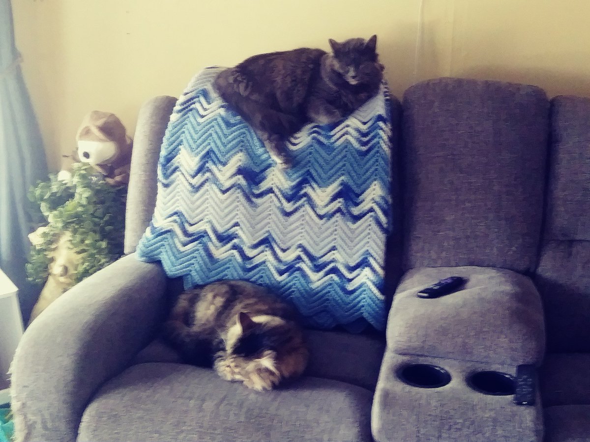 ImHowOld's tweet image. These two...

#RoughLife
#Caturday 
#CatsOnTwitter 
#CatLovers
#CatLife
#CouchLife