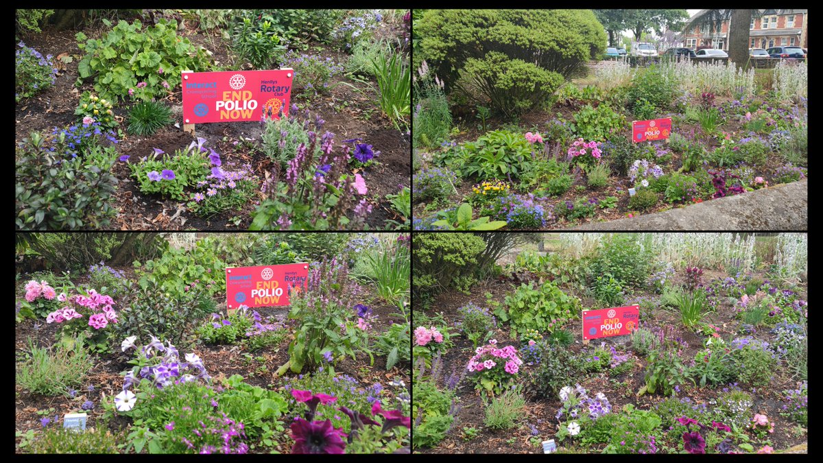 Our End Polio Now garden is looking beautiful, especially with our new signage 💜🪻💜

#endpolionow
#raisingawareness

<a href="/croesyschool/">Croesyceiliog School</a> 
<a href="/croesyheadteach/">Headteacher Croesyceiliog</a> 
<a href="/OfHenllys/">Henllys Rotary</a> 
<a href="/Rotary1150/">Rotary in Southern Wales</a> 
<a href="/RotaryGBI/">Rotary GB & Ireland</a> 
<a href="/Rotary/">Rotary International</a> 
<a href="/EndPolioNow/">EndPolioNow</a>