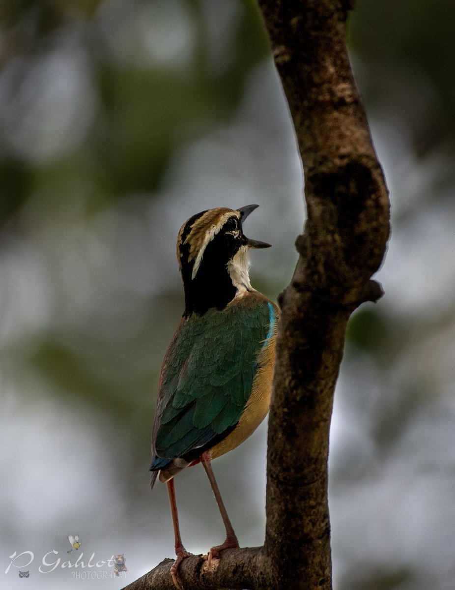 Indian Pitta for #VIBGYORinNature 

#IndiAves #ThePhotoHour #natgeo #BirdsSeenIn2023 #birds #birdwatching #birding #NaturePhotography #BBCWildlifePOTD #BirdsOfTwitter #ThePhotoMode #TwitterNatureCommunity #nikonphotography #IncredibleIndia #naturelovers #NatureBeauty #navrang