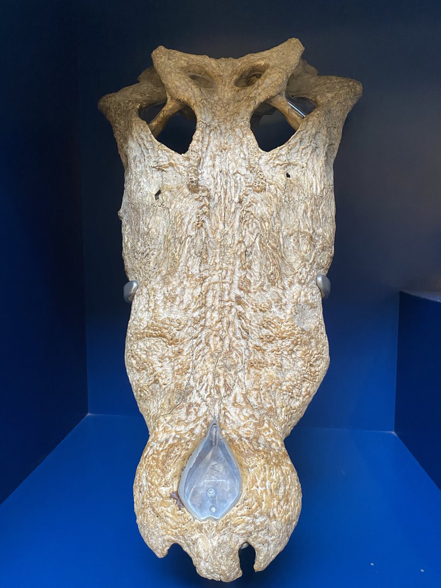 Happy #WorldCrocodileDay everyone and lets have a moment to appreciate these wonderful animals. 
Feel free to let me know your personal favourite, extinct or alive.