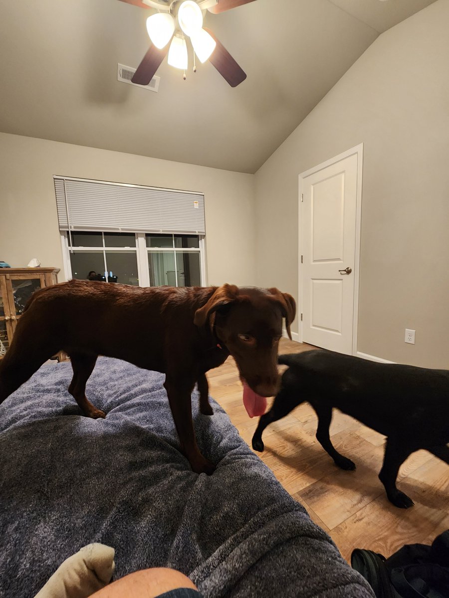 dogstarlite's tweet photo. once again using twitter anymore only for convenient photo uploading. I'm dogsitting! Paele (black lab) and Alohi (chocolate lab) https://t.co/8PcPAmdG4U