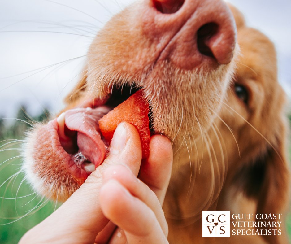 gcvspecialists's tweet photo. Cool off this summer with a delicious, healthy treat for your pet! Watermelon is full of hydration, packed with essential vitamins and minerals, and low in calories. Don't forget to remove the seeds and rind before sharing - your furry friend will thank you! #SummerTreat #Pets https://t.co/mkQKUUyiLC