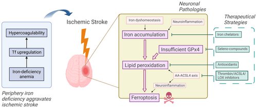 Iron, ferroptosis, and ischemic stroke. pubmed.ncbi.nlm.nih.gov/36908209/