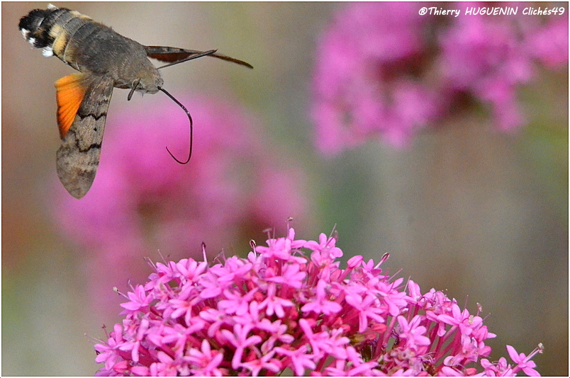 Cliches49's tweet photo. Connaissez-vous le #Morosphinx? Papillon connu pour leur faculté à butiner en vol stationnaire, tout comme le colibri! Grace à sa trompe, Il butine le nectar des fleurs que les autres insectes ne peuvent atteindre! Et rapide: il peut atteindre 50 km/h!
 #sphinxcolibri #papillon https://t.co/yt0gBXiFHV