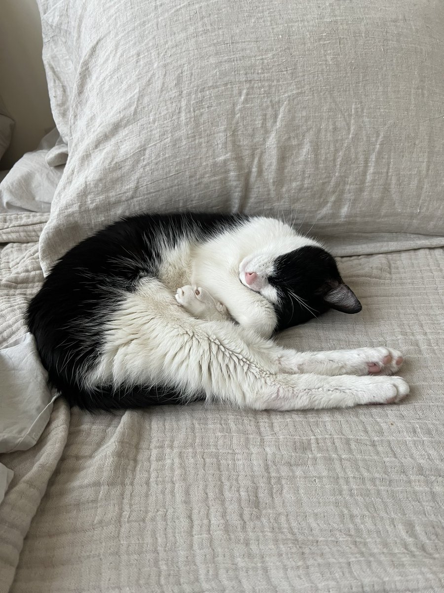cafeivisit's tweet photo. 😴 #Caturday https://t.co/YwLk2YOSu5