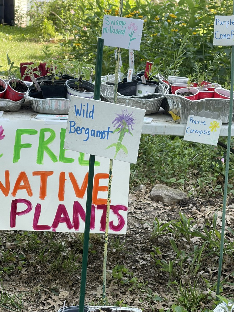 Free native plants in Marlborough, KC💚🦋🌸🐝