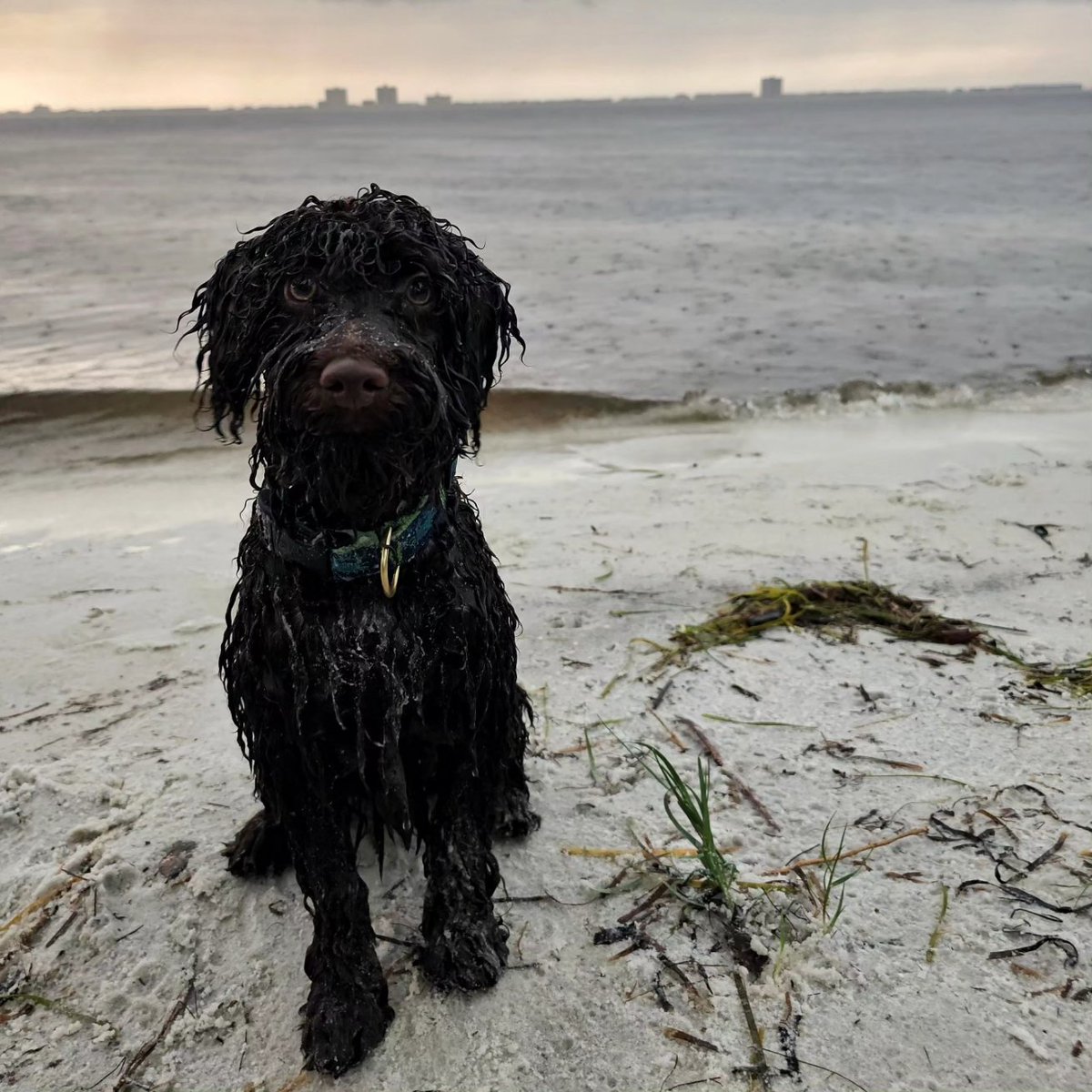 Jeremy Diamond tweet media